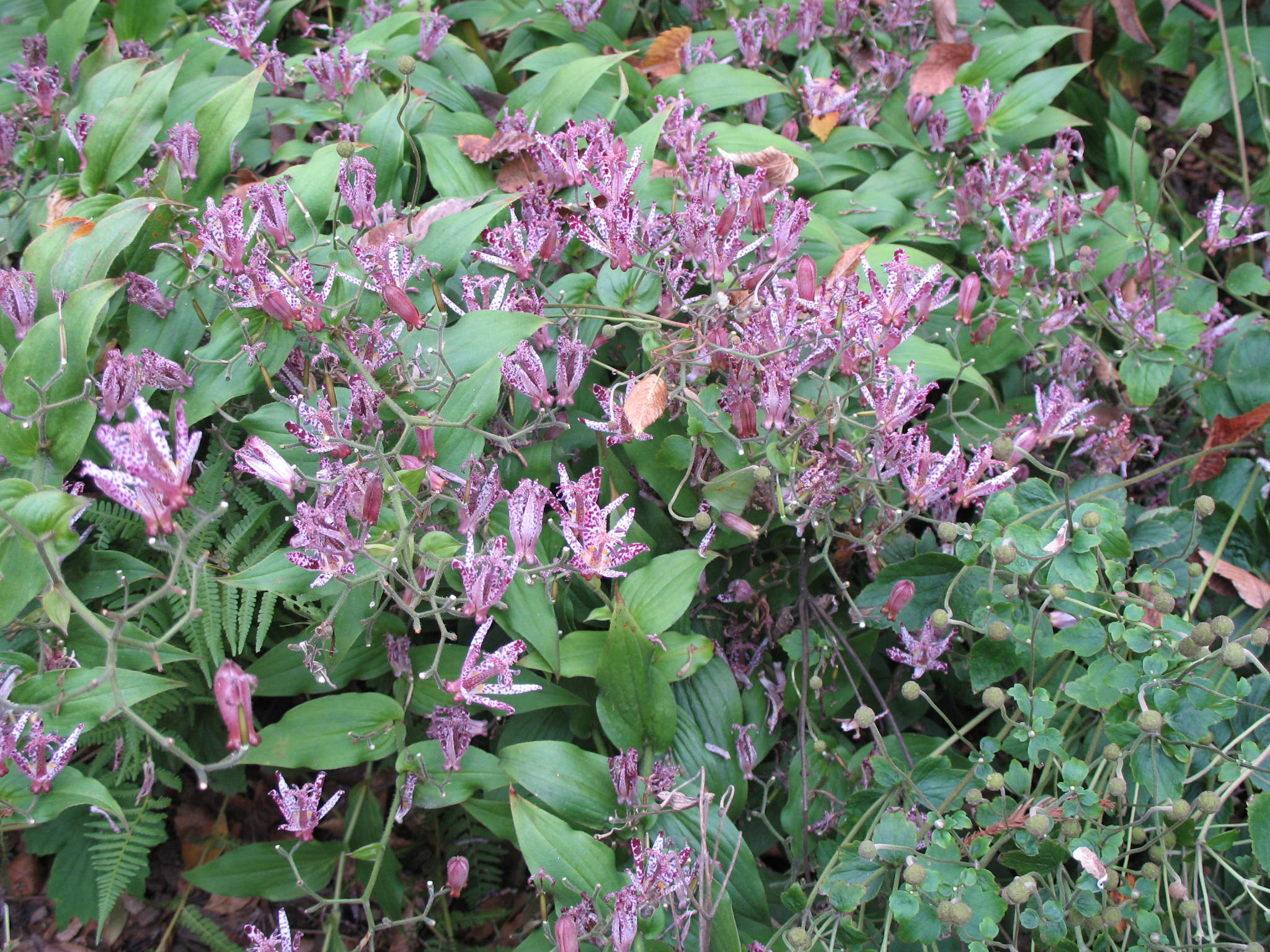 Tricyrtis hirta / Toad Lily