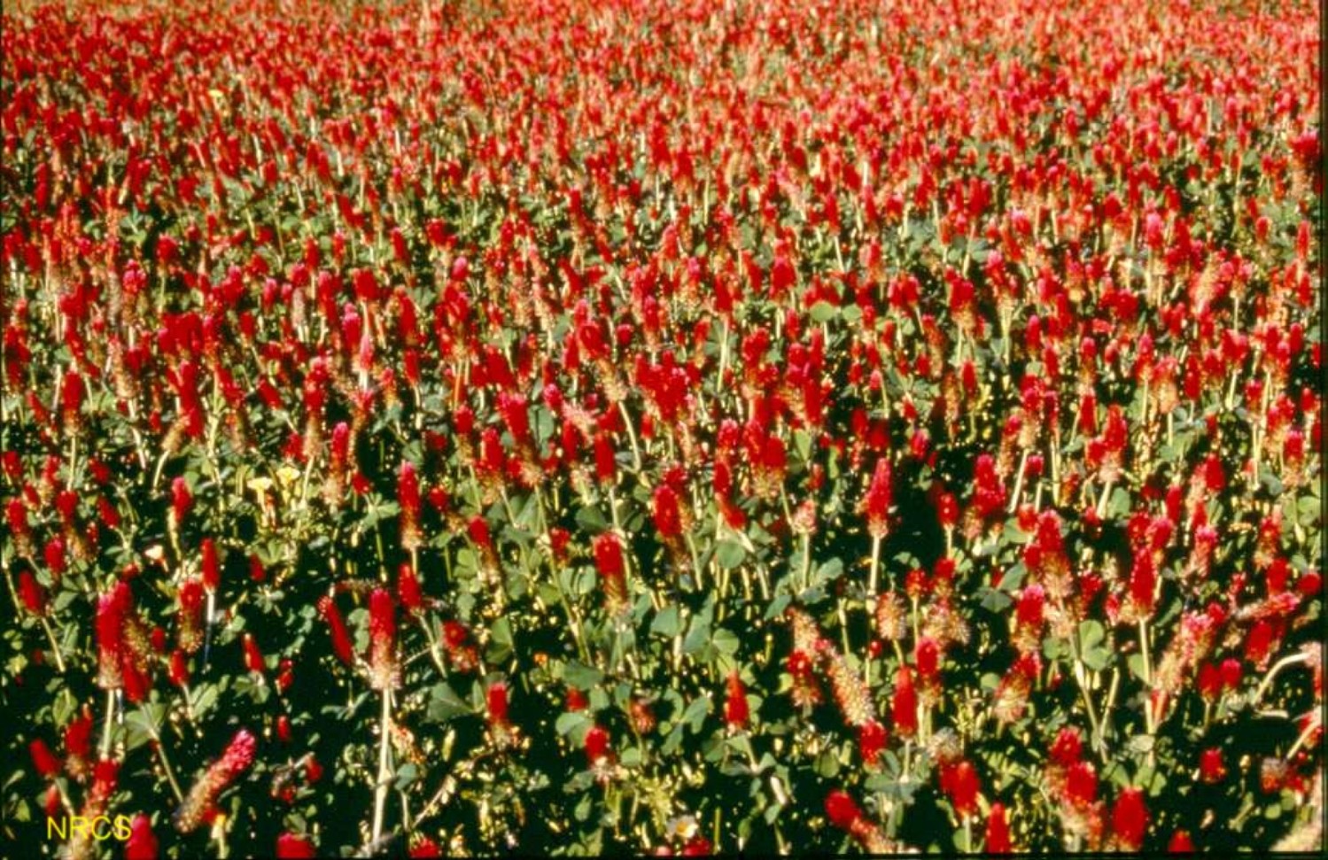 Trifolium incarnatum / Crimson Clover