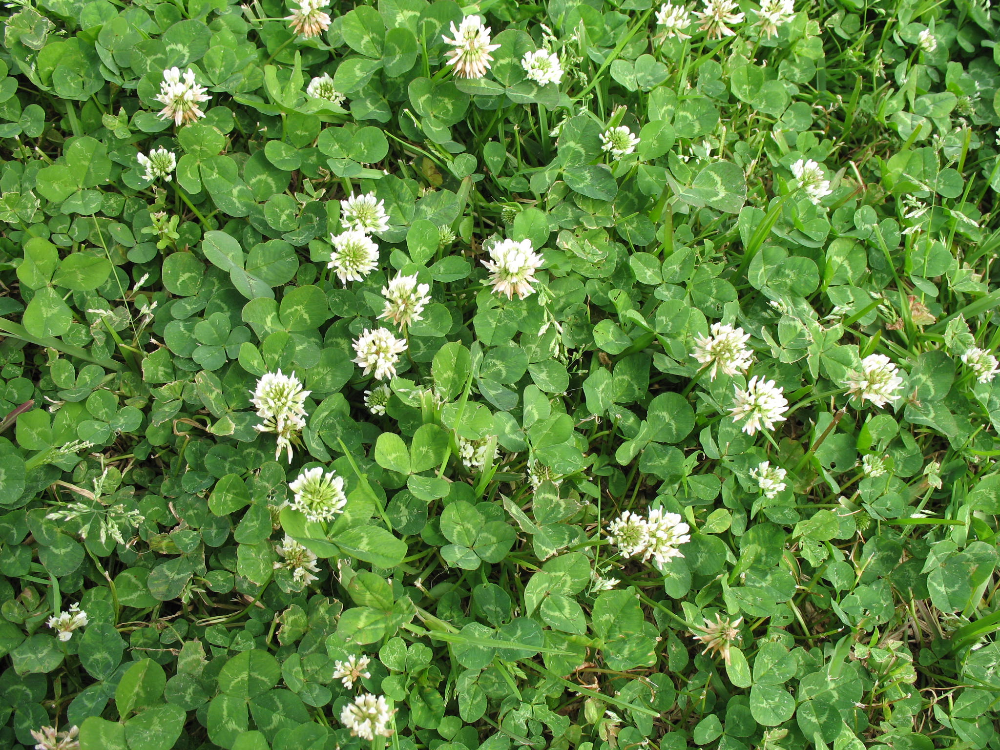 Trifolium repens / Trifolium repens