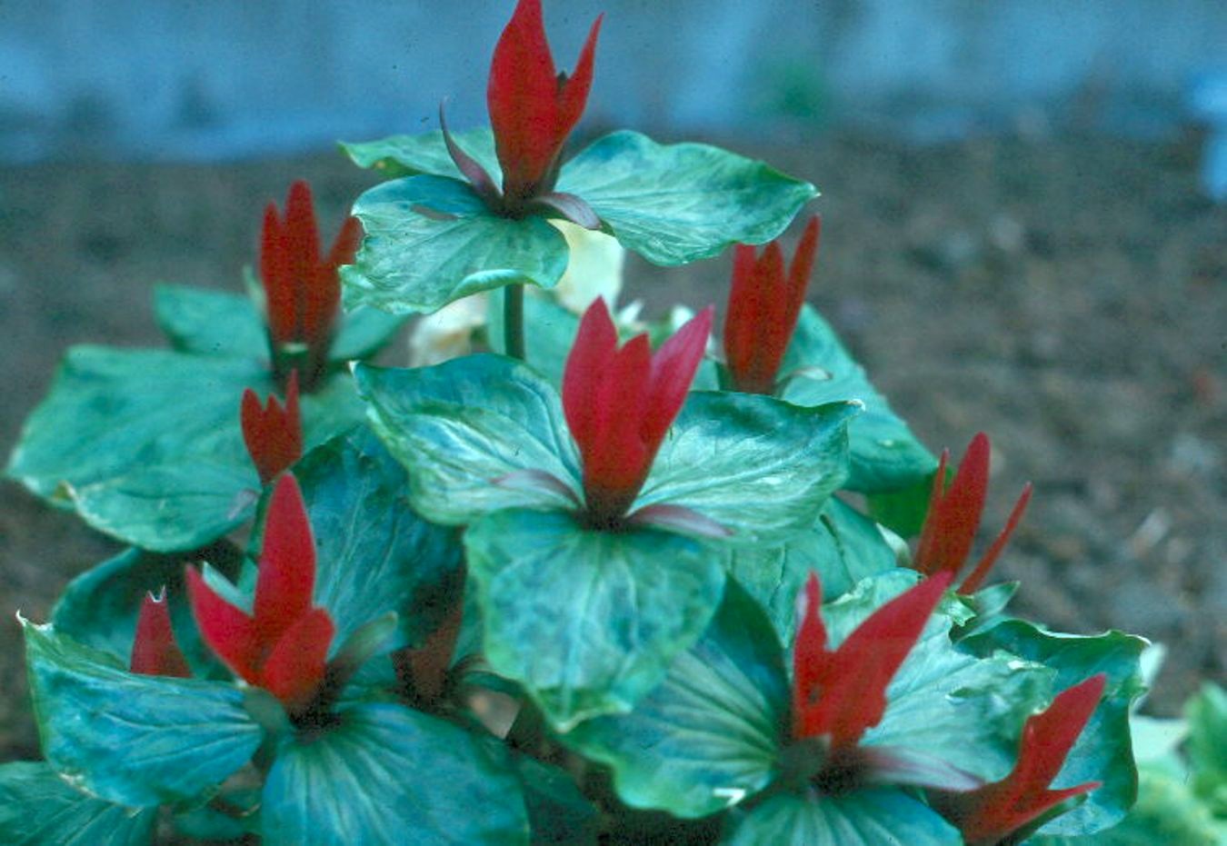 Trillium species / Trillium