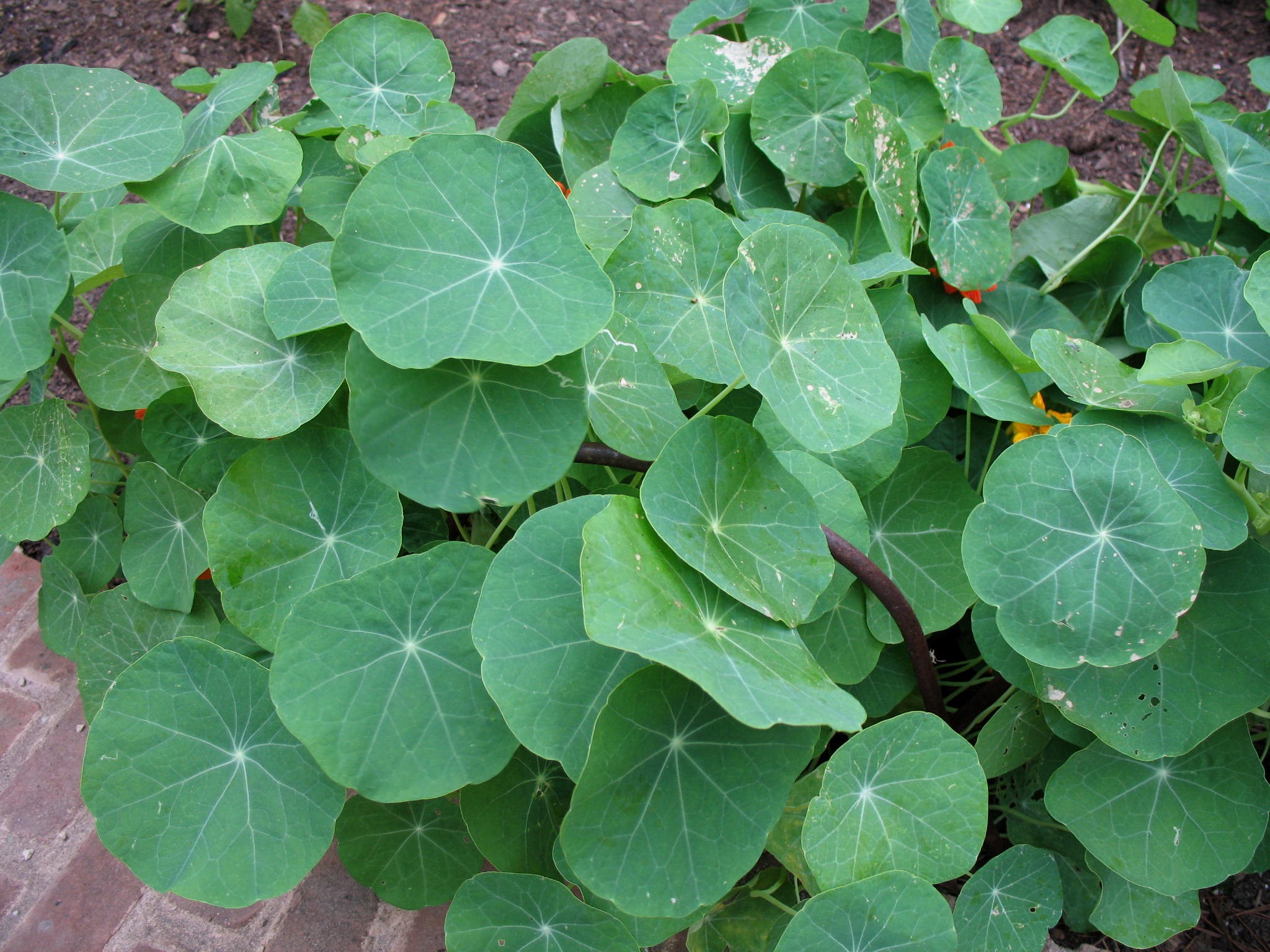 Tropaeolum majus 'Jewel Mix'  / Jewel Mix Nasturtium