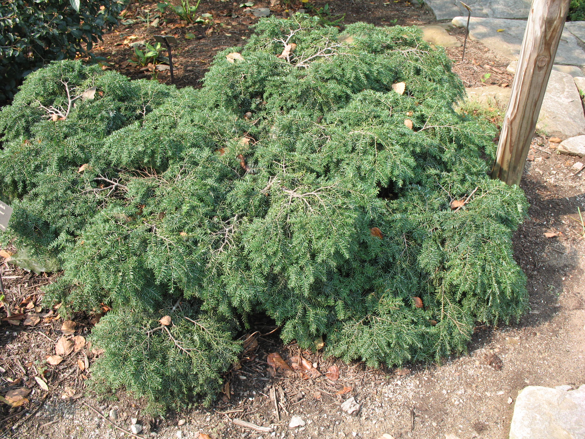 Tsuga canadensis 'Bennett'   / Bennett Hemlock