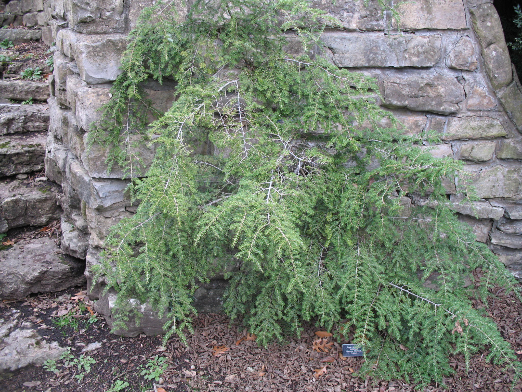 Tsuga canadensis 'Jeddeloah'  / Tsuga canadensis 'Jeddeloah' 