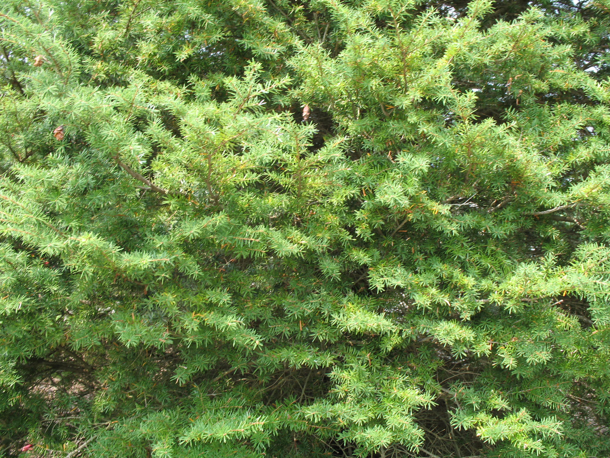 Tsuga caroliniana   / Carolina Hemlock