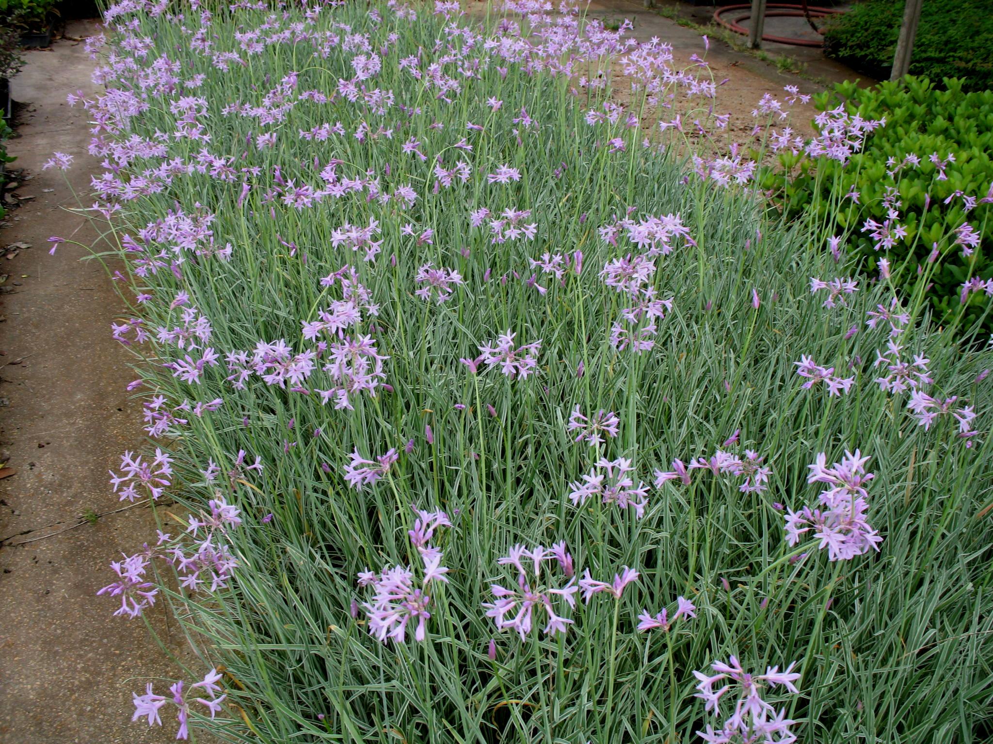 Tulbaghia violacea 'Tricolor'  / Variegated Society Garlic