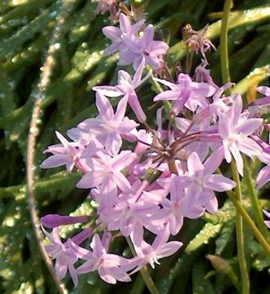 Tulbaghia violacea / Society Garlic