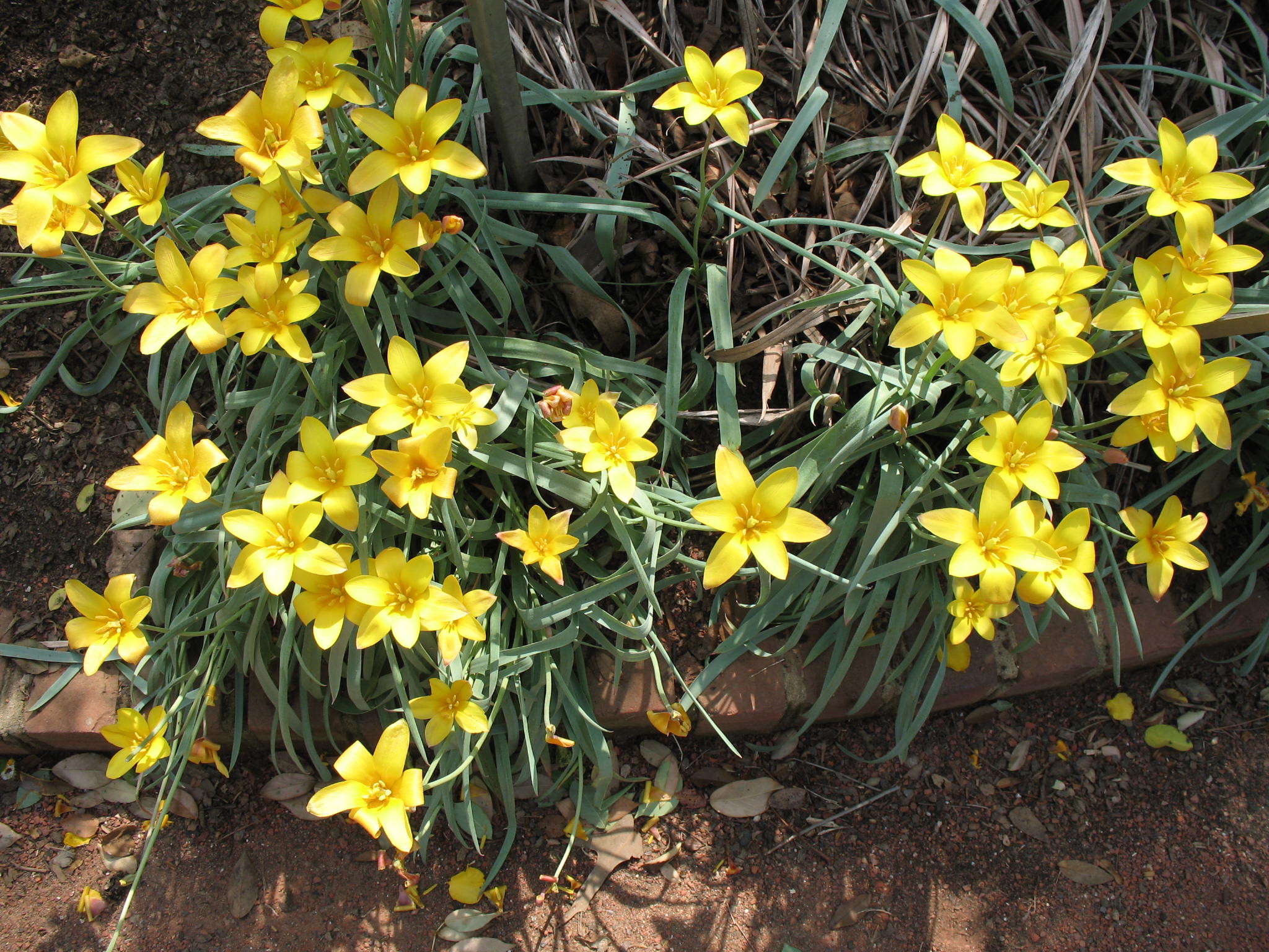 Tulipa clusiana 'Tubergin's Gem'  / Tubergin's Gem Clusiana Tulip