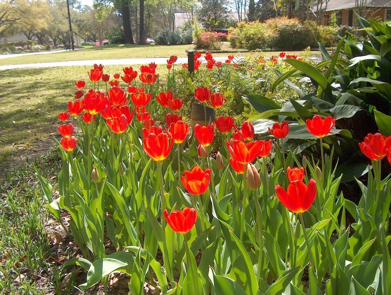 Tulipa gesneriana 'Kingblood'  / Tulipa gesneriana 'Kingblood' 