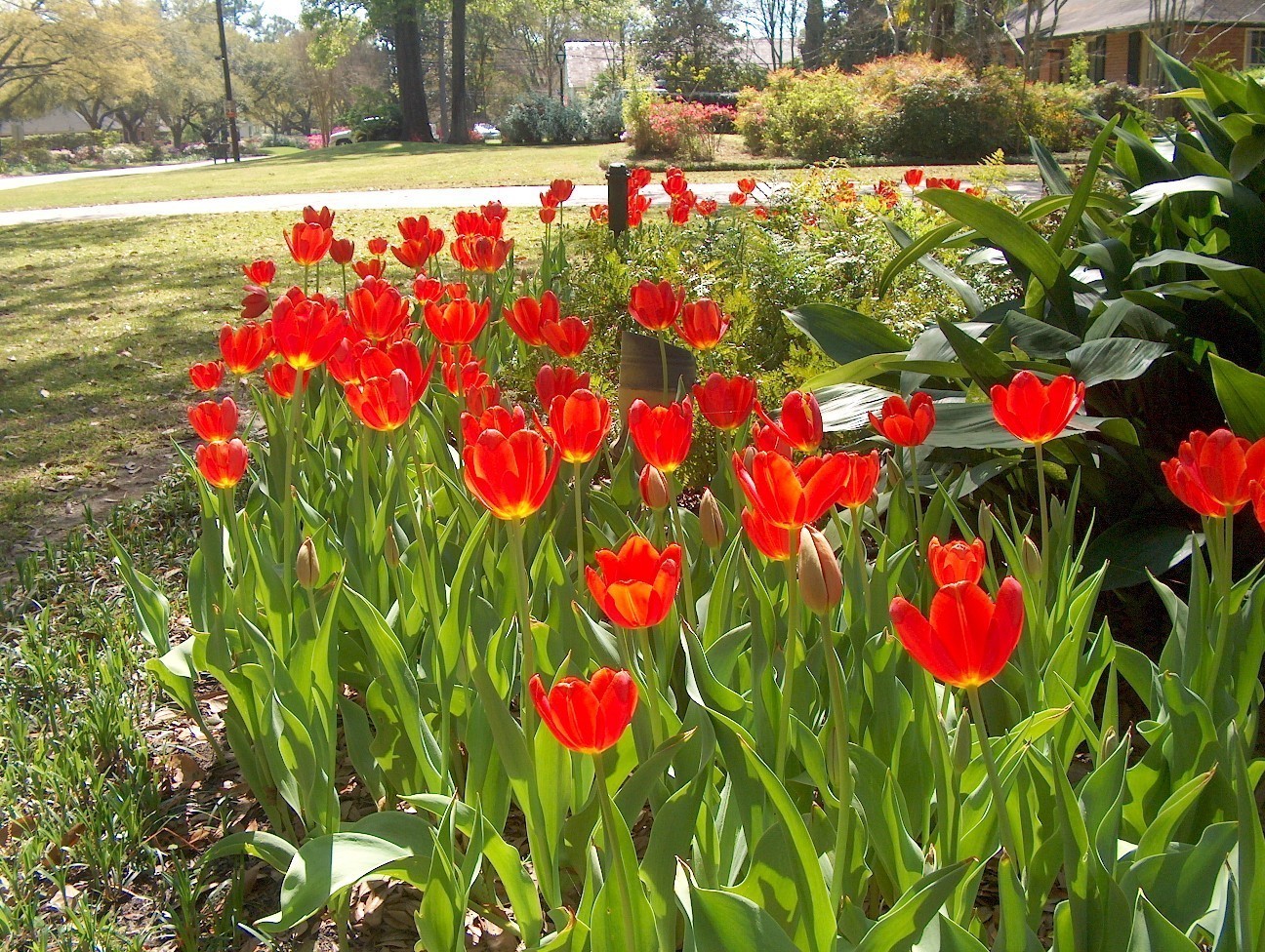 Tulipa gesneriana 'Kingblood'  / Kingblood Tulip