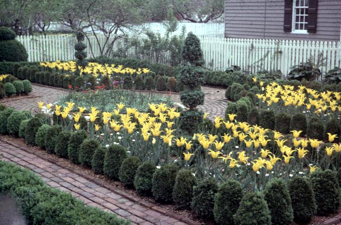 Tulipa gesneriana / Tulipa gesneriana