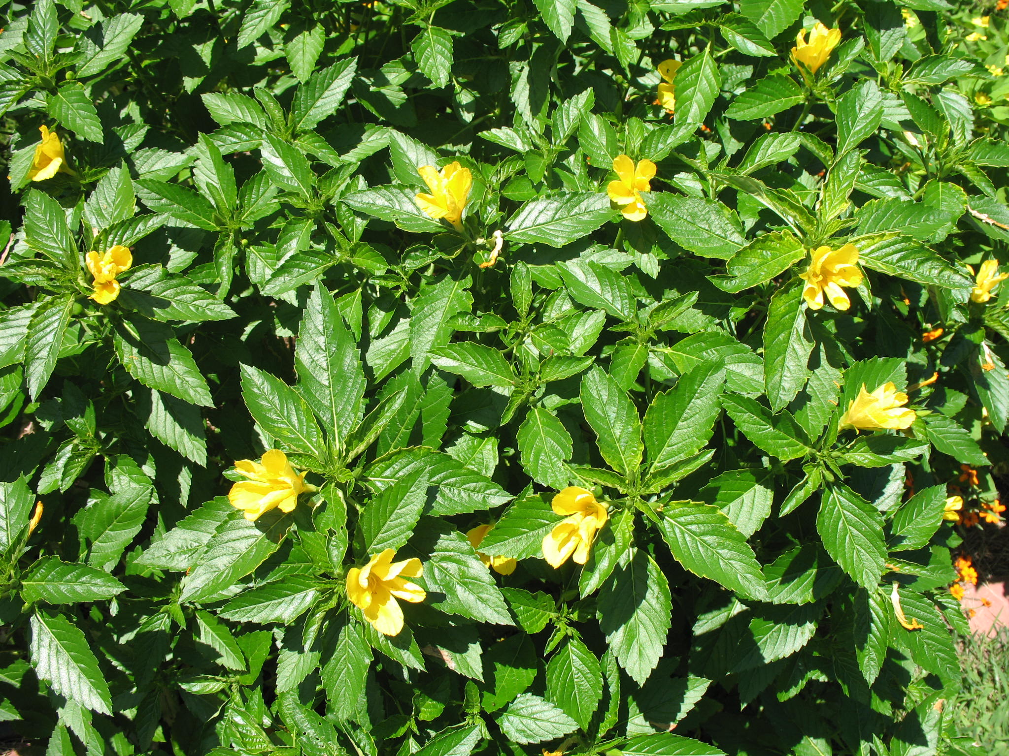 Turnera ulmifolia 'El Dorado'  / Turnera ulmifolia 'El Dorado' 