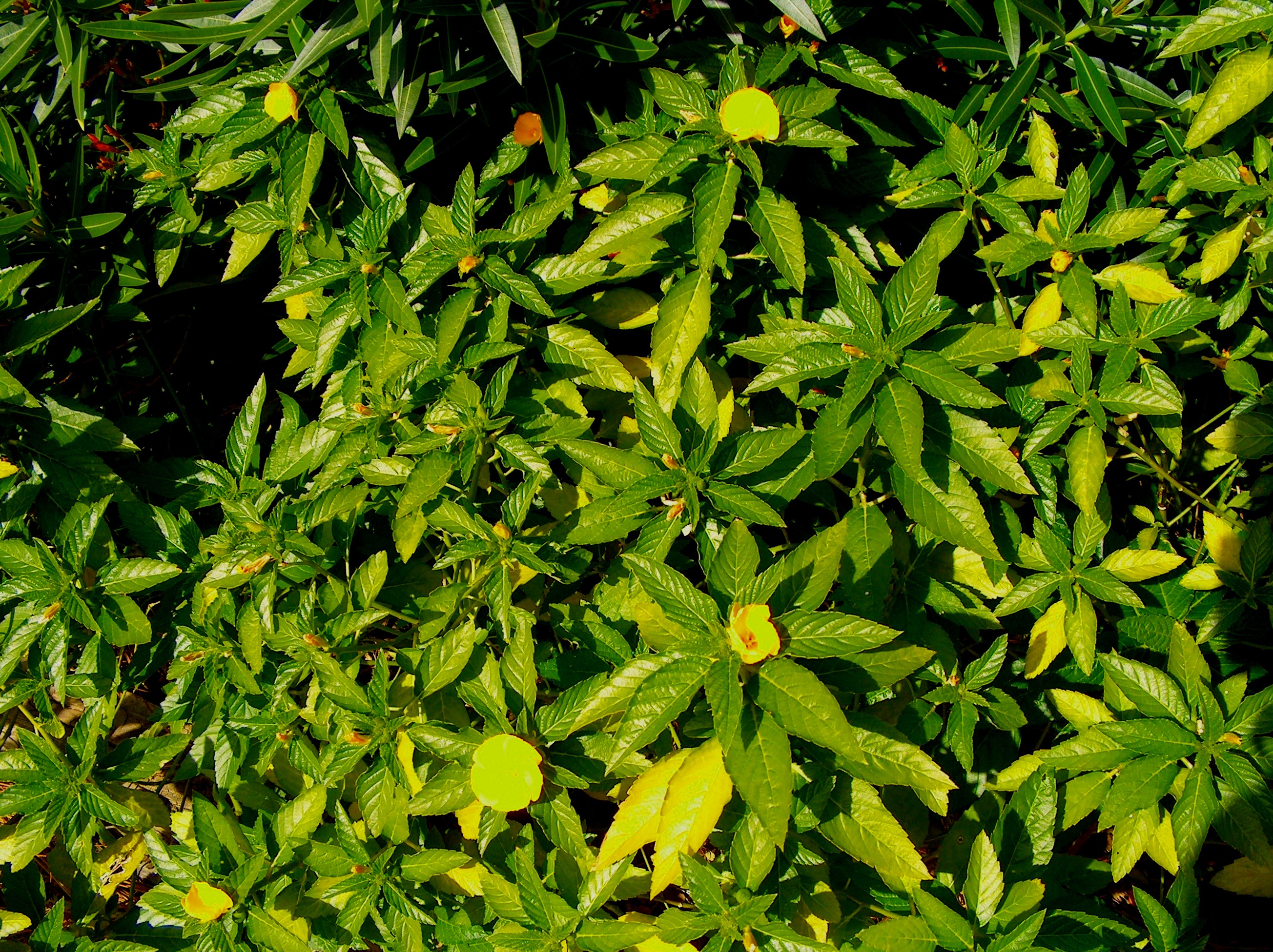Turnera ulmifolia  / Cuban Buttercup