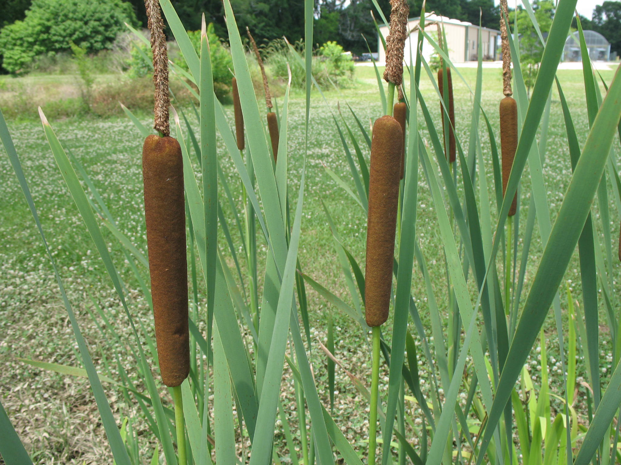 Typha latifolia / Cattail