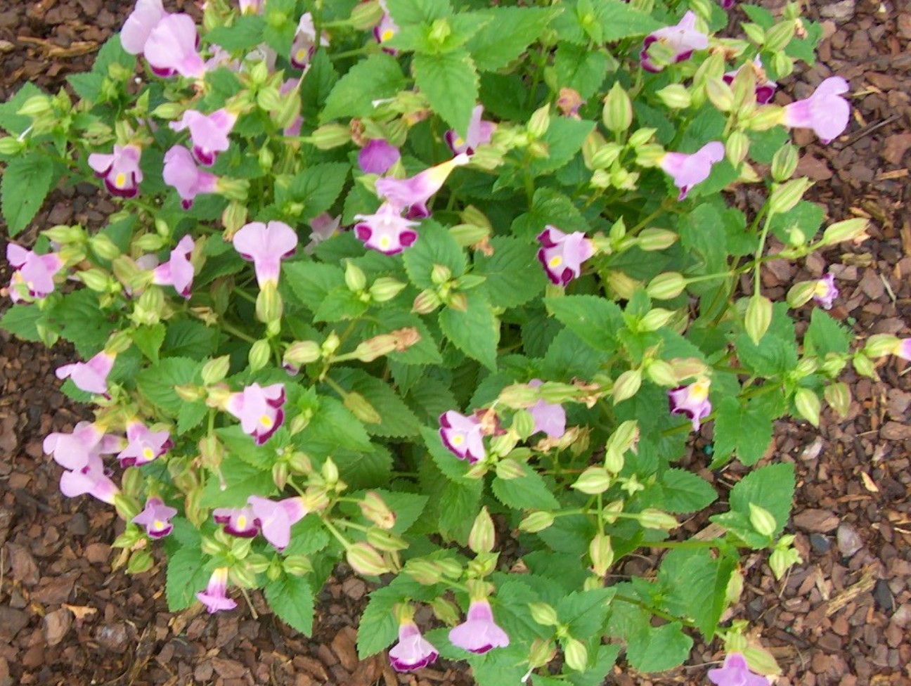 Torenia fournieri 'Clown Plum' / Clown Plum Torenia