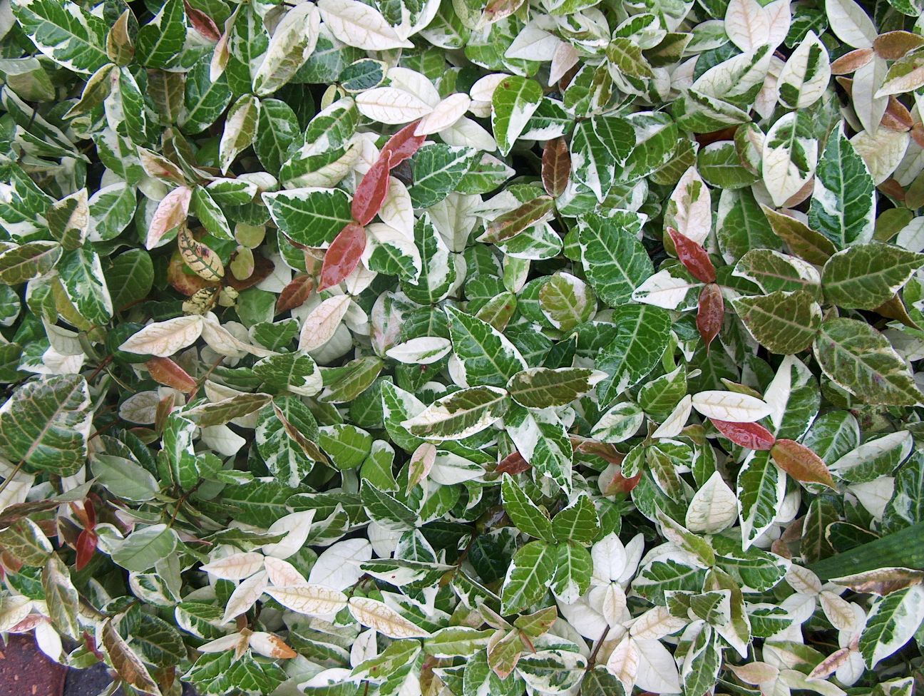 Trachelospermum asiaticum 'Variegata' / Variegated Asian Jasmine