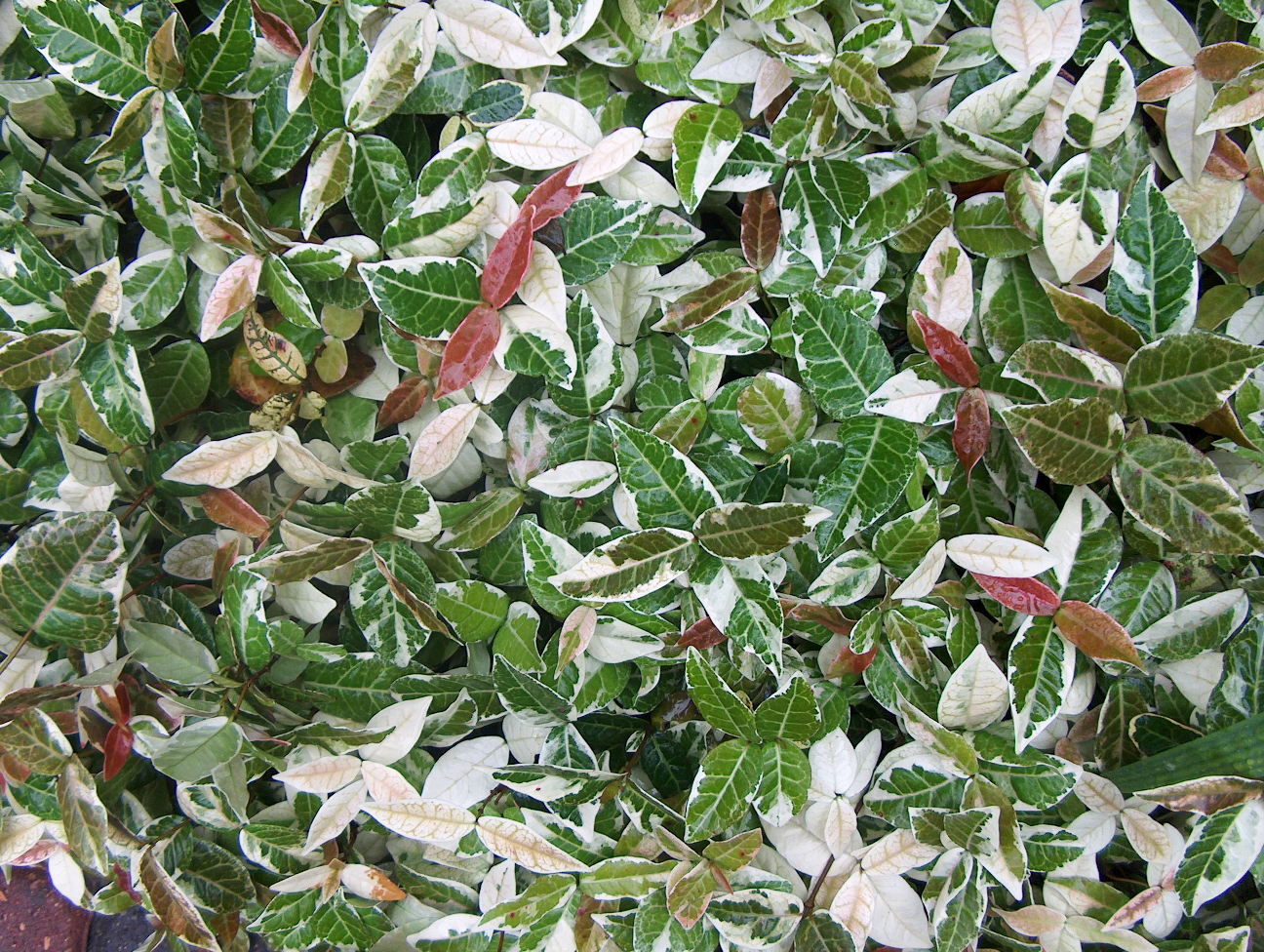 Trachelospermum asiaticum 'Variegata' / Trachelospermum asiaticum 'Variegata'