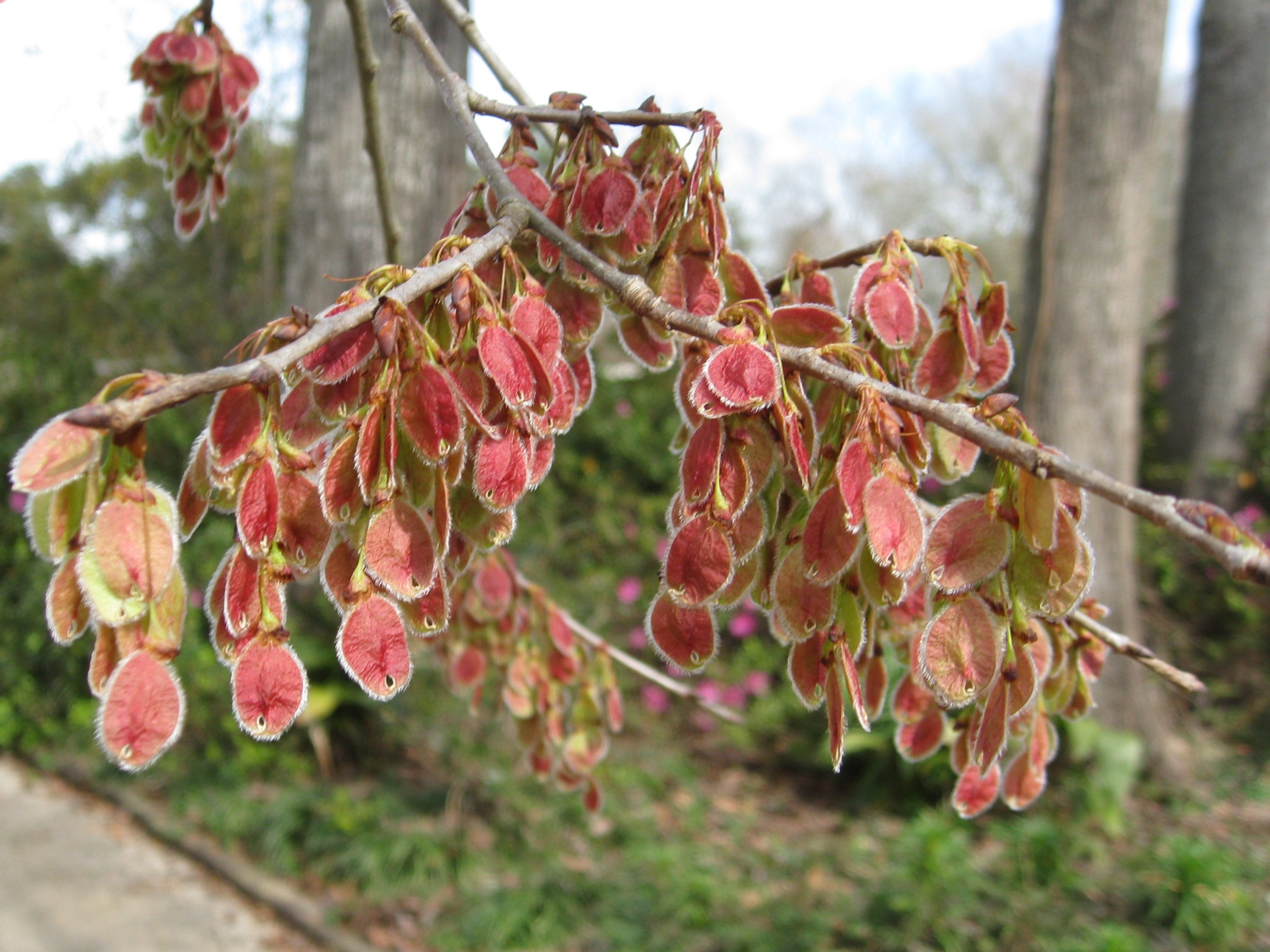 Online Plant Guide - Ulmus rubra / Slipperyi Elm