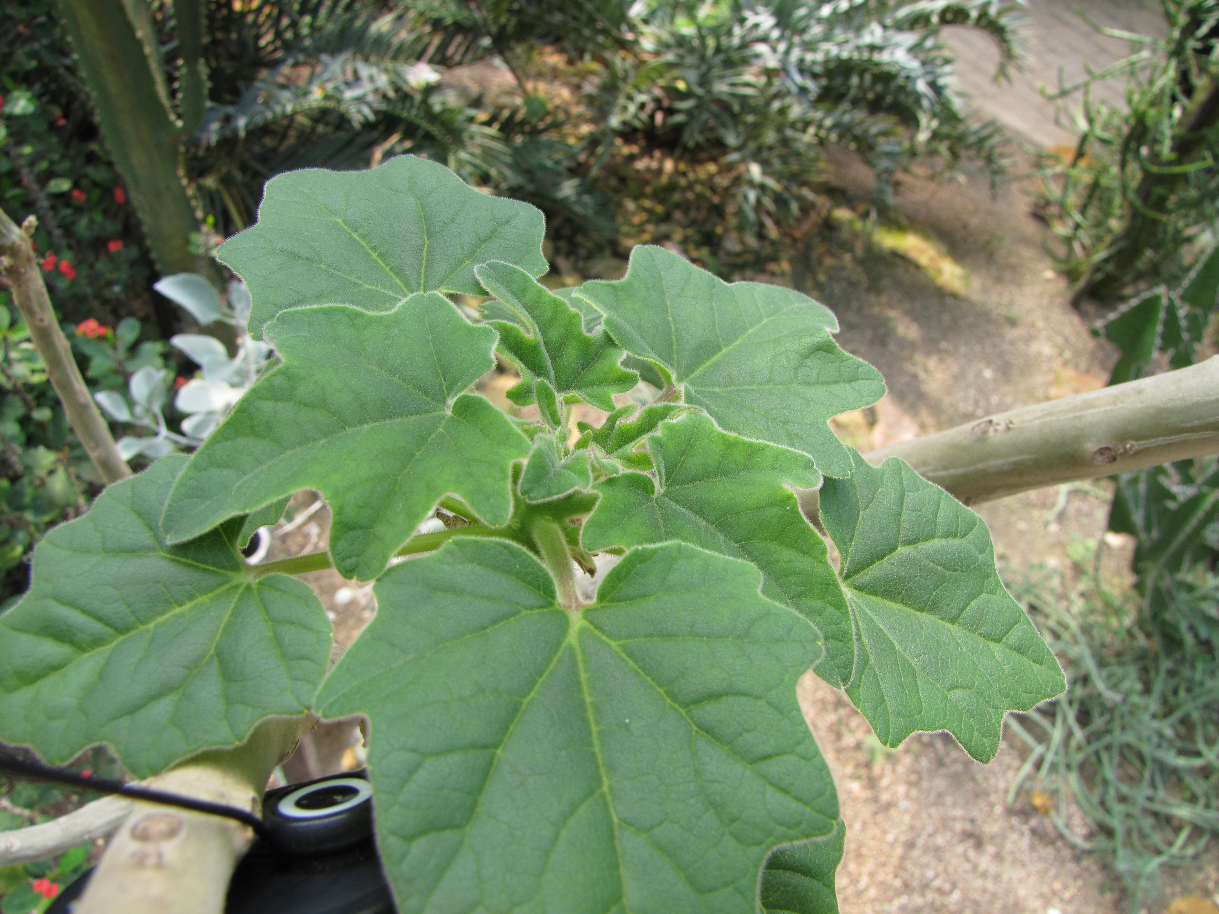 Uncarina decaryi / Uncarina, Succulent Sesame, Mouse Trap Tree