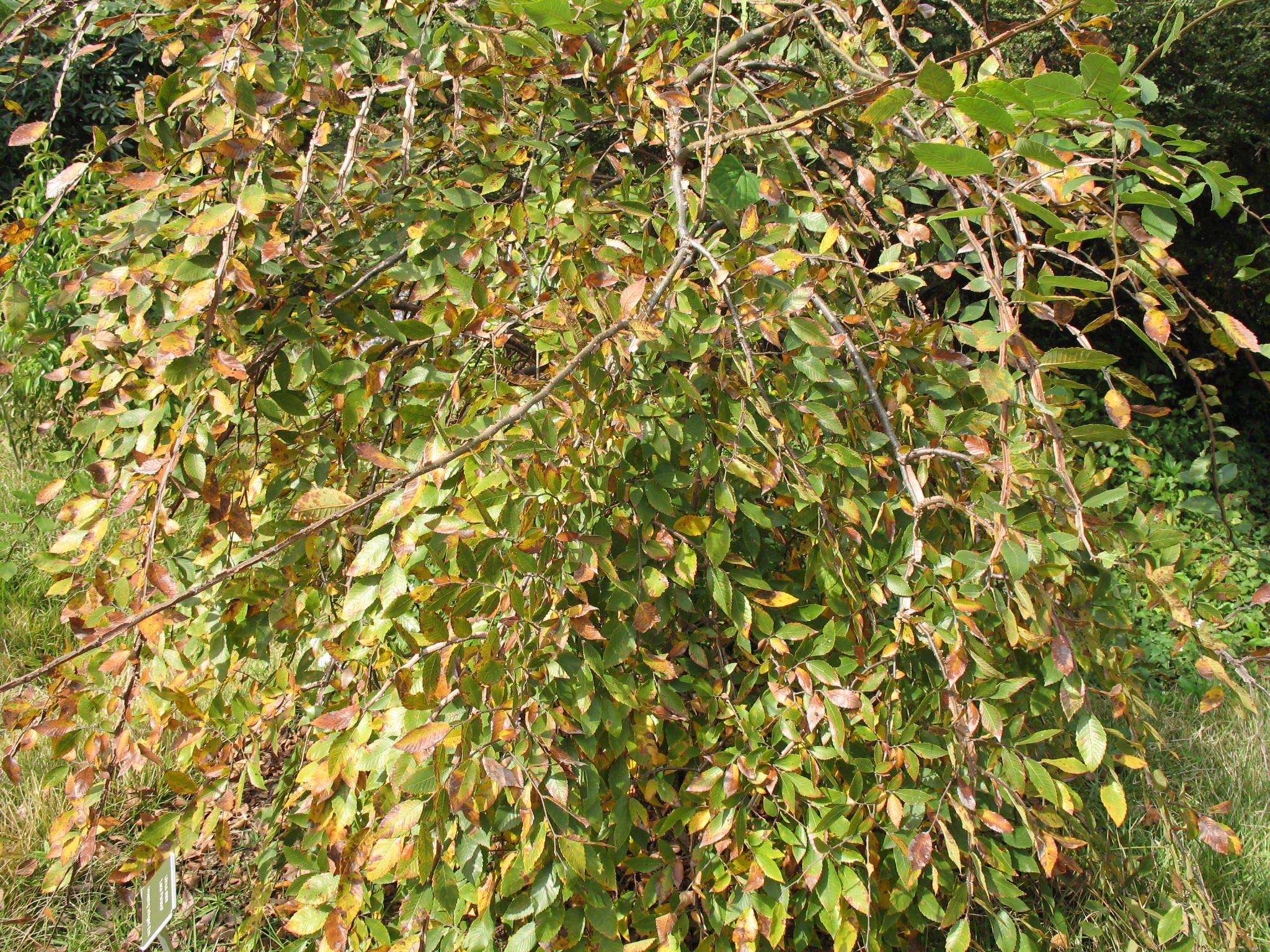 Ulmus alata 'Lace Parasol'  / Lace Parasol Elm