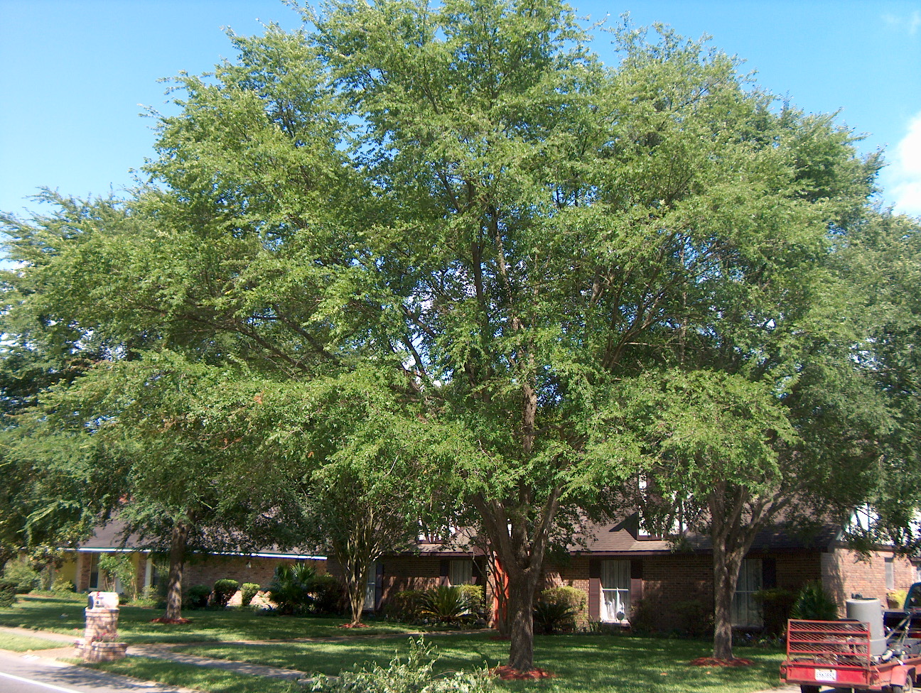 Ulmus alata  / Ulmus alata 