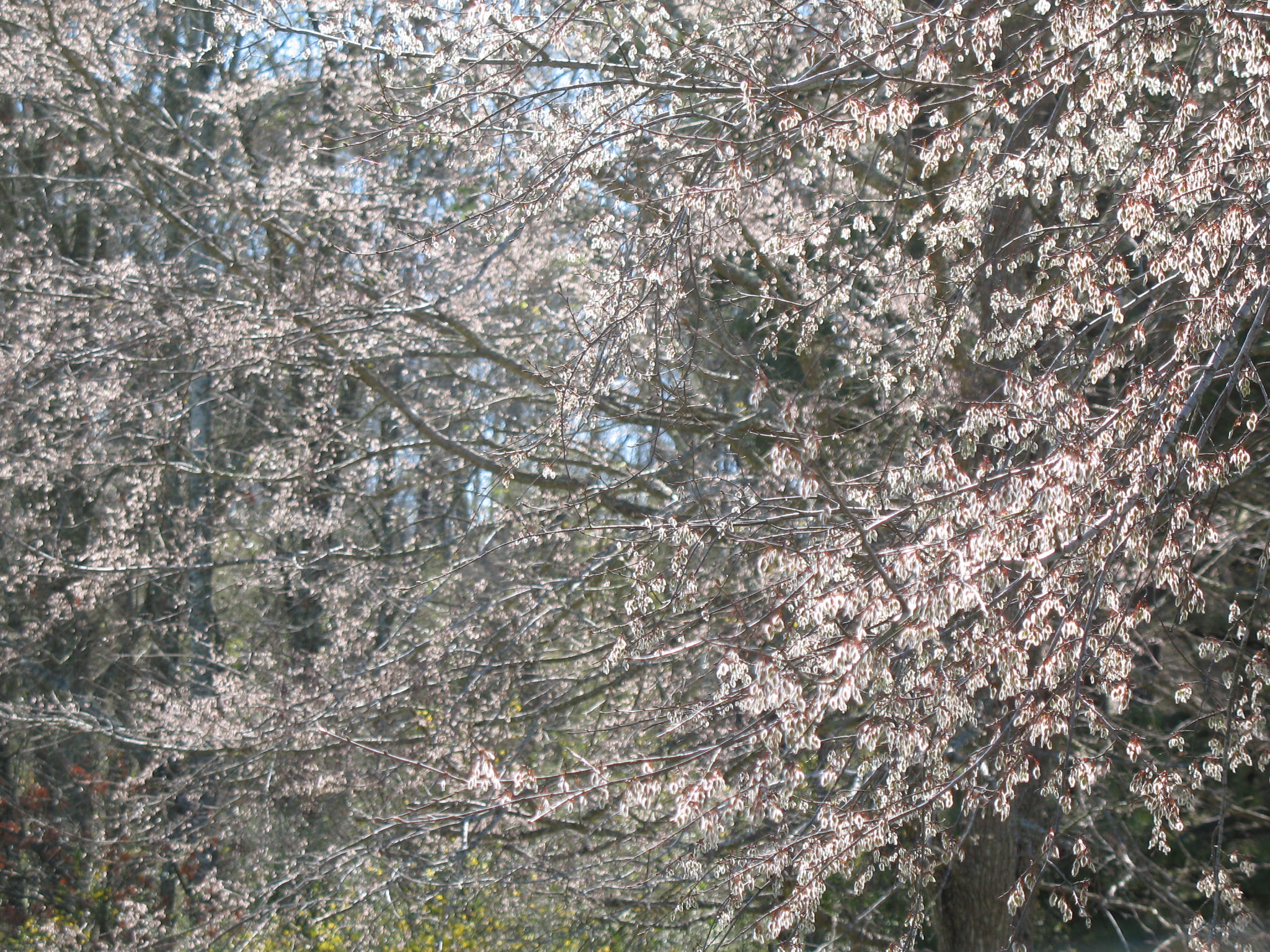 Ulmus americana / Ulmus americana