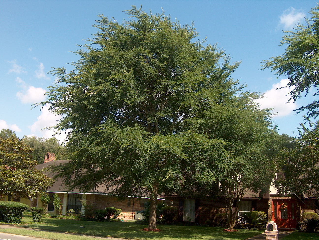 Ulmus crassifolia / Ulmus crassifolia