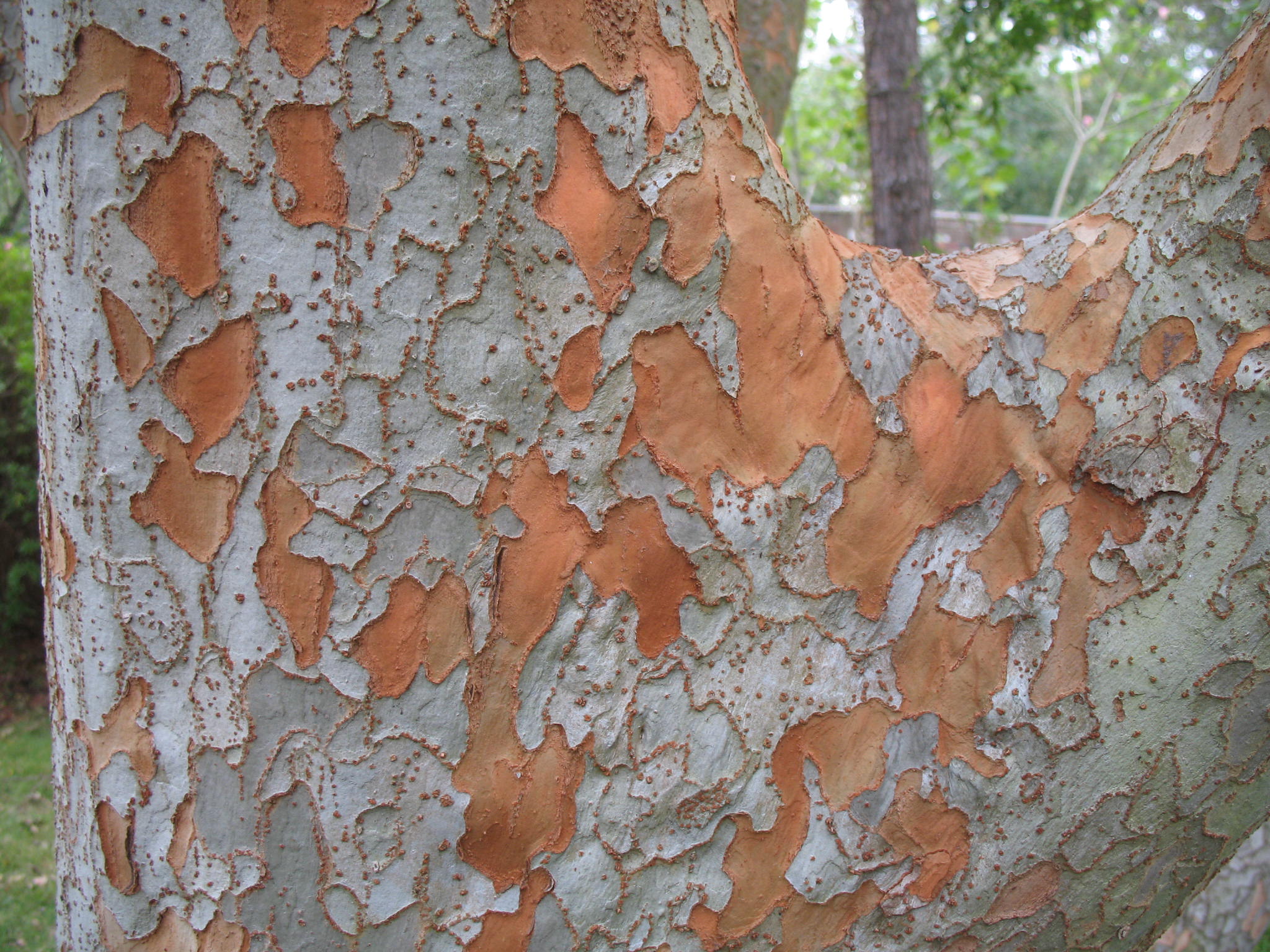 Ulmus parvifolia 'Drake'  / Drake Elm