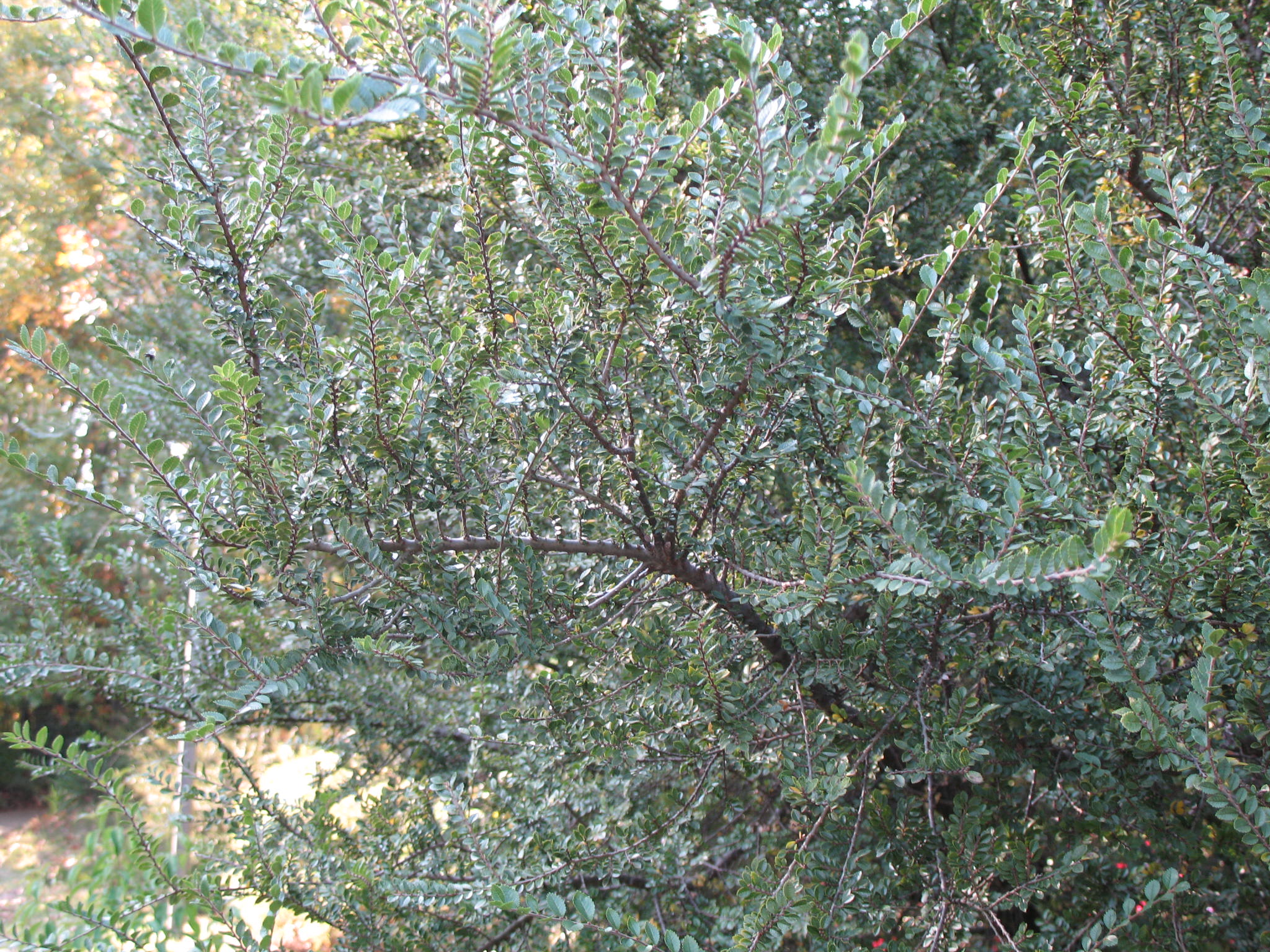 Ulmus parvifolia 'Seiju'  / Ulmus parvifolia 'Seiju' 