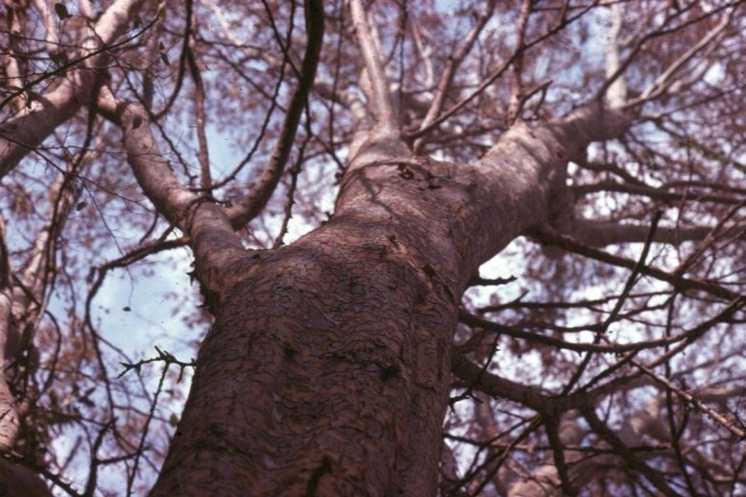 Ulmus parvifolia / Ulmus parvifolia