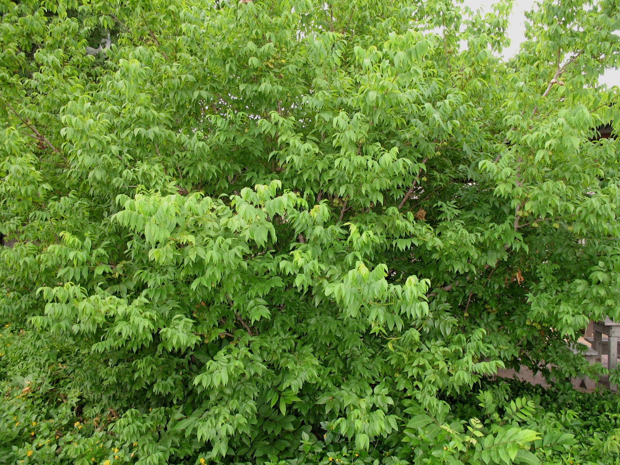 Ungnadia speciosa / Mexican Buckeye