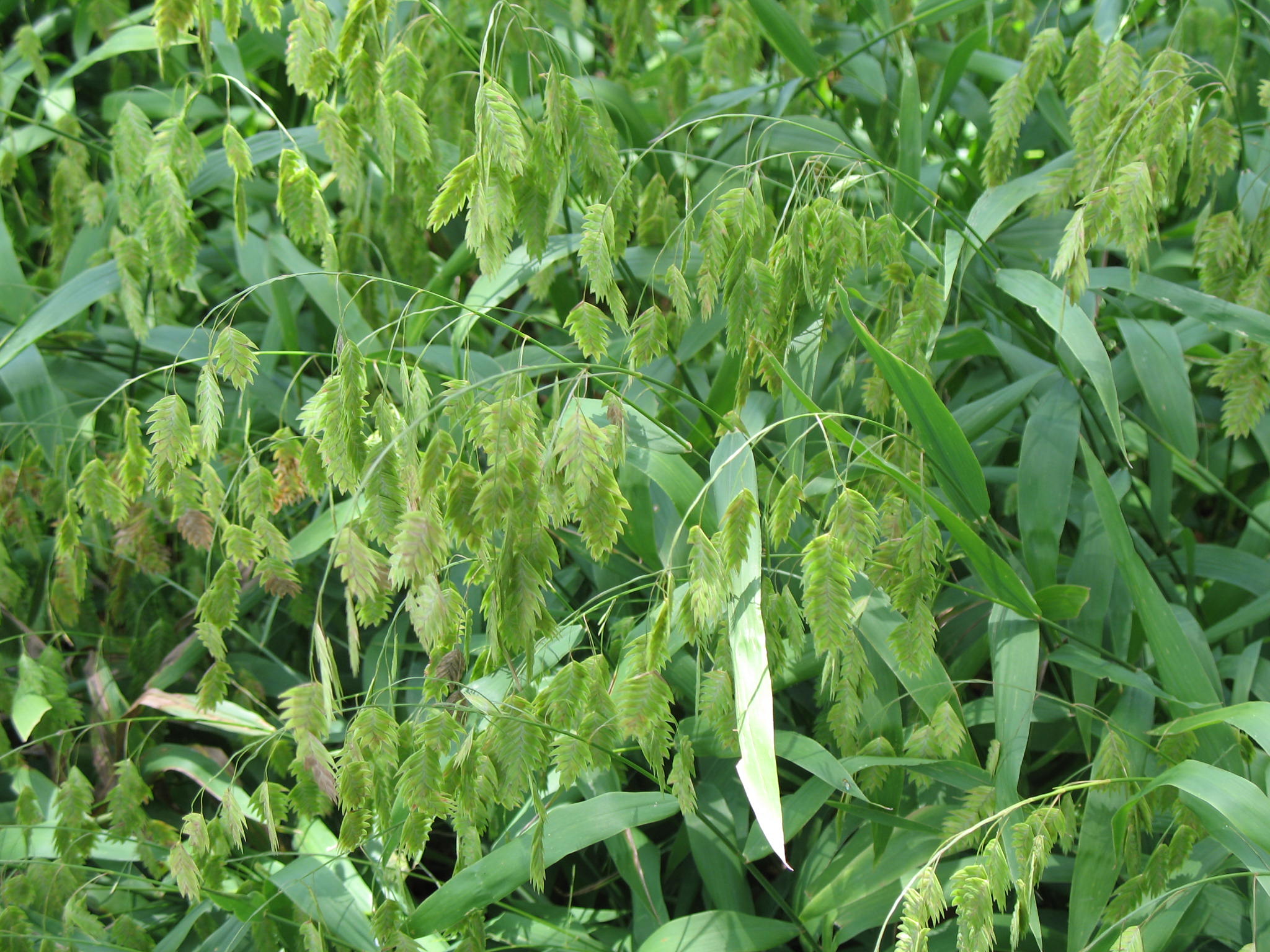 Uniola paniculata / Golden Sea Oats