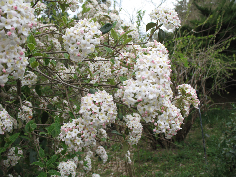 Viburnum x burkwoodii' / Viburnum x burkwoodii'