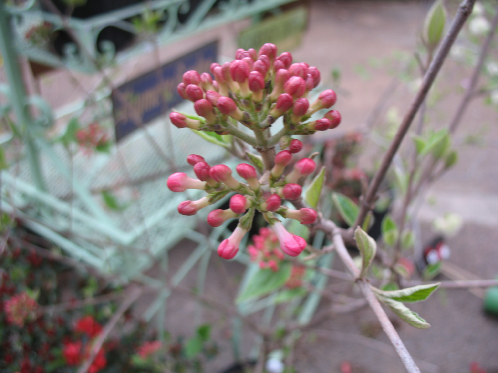 Viburnum x burkwoodii 'Mohawk' / Viburnum x burkwoodii 'Mohawk'