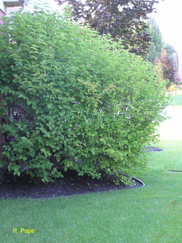 Viburnum dentatum 'Blue Muffin' / Viburnum dentatum 'Blue Muffin'