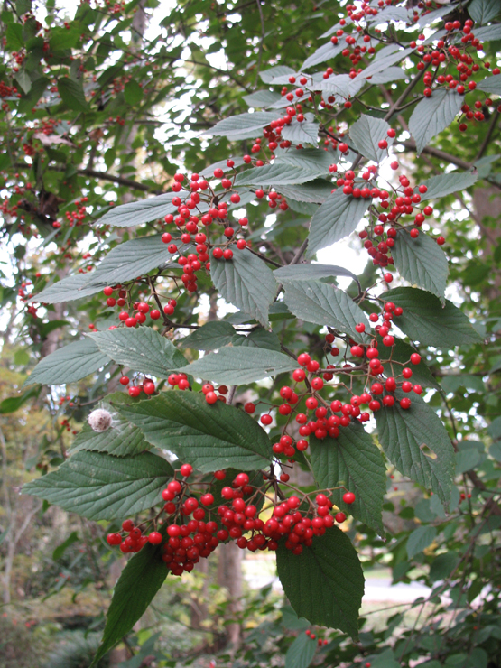 Viburnum plicatum 'Summer Snowflake' / Japanese Snowball Viburnum