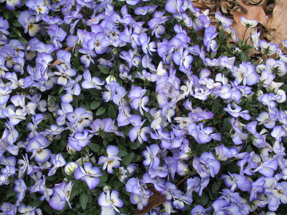 Viola 'Sweet Coconut Swirl' / Sweet Coconut Swirl Violas