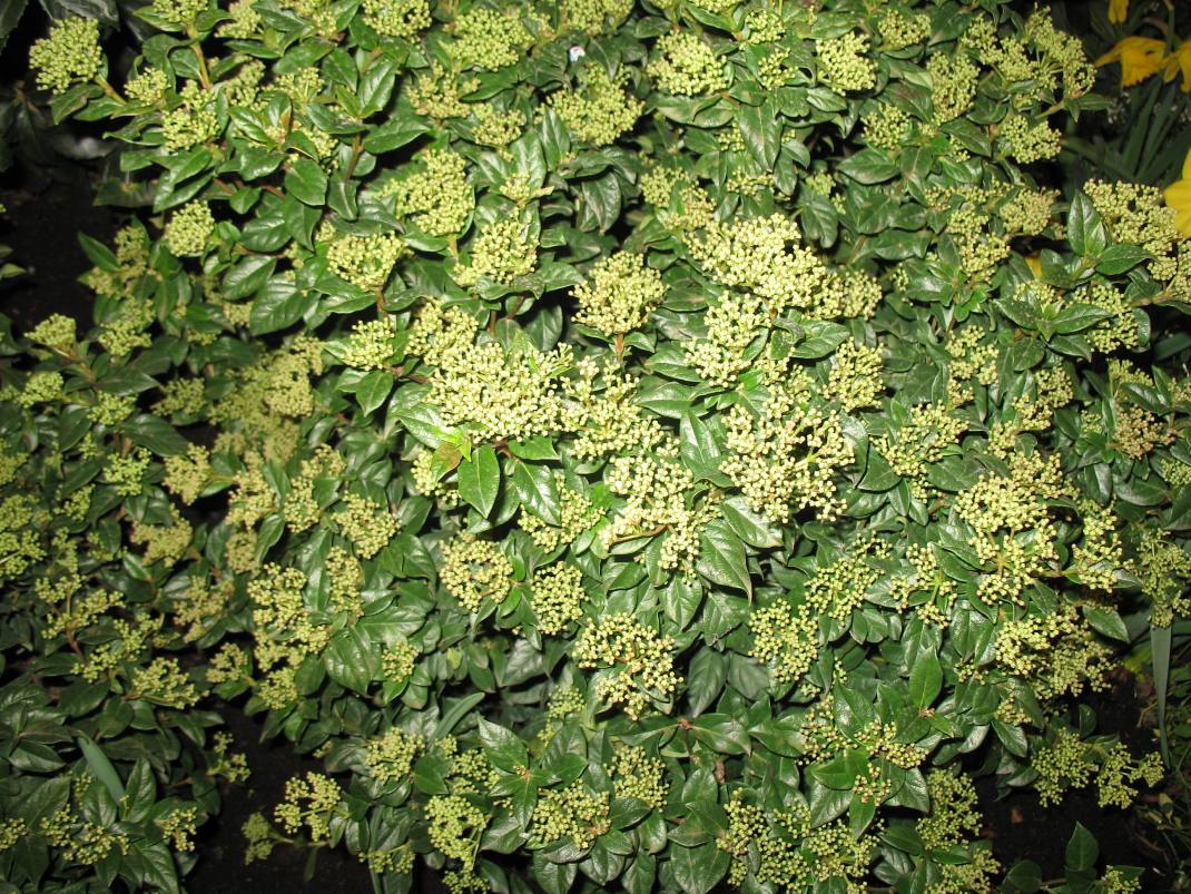 Viburnum tinus 'Spring Bouquet' / Viburnum tinus 'Spring Bouquet'