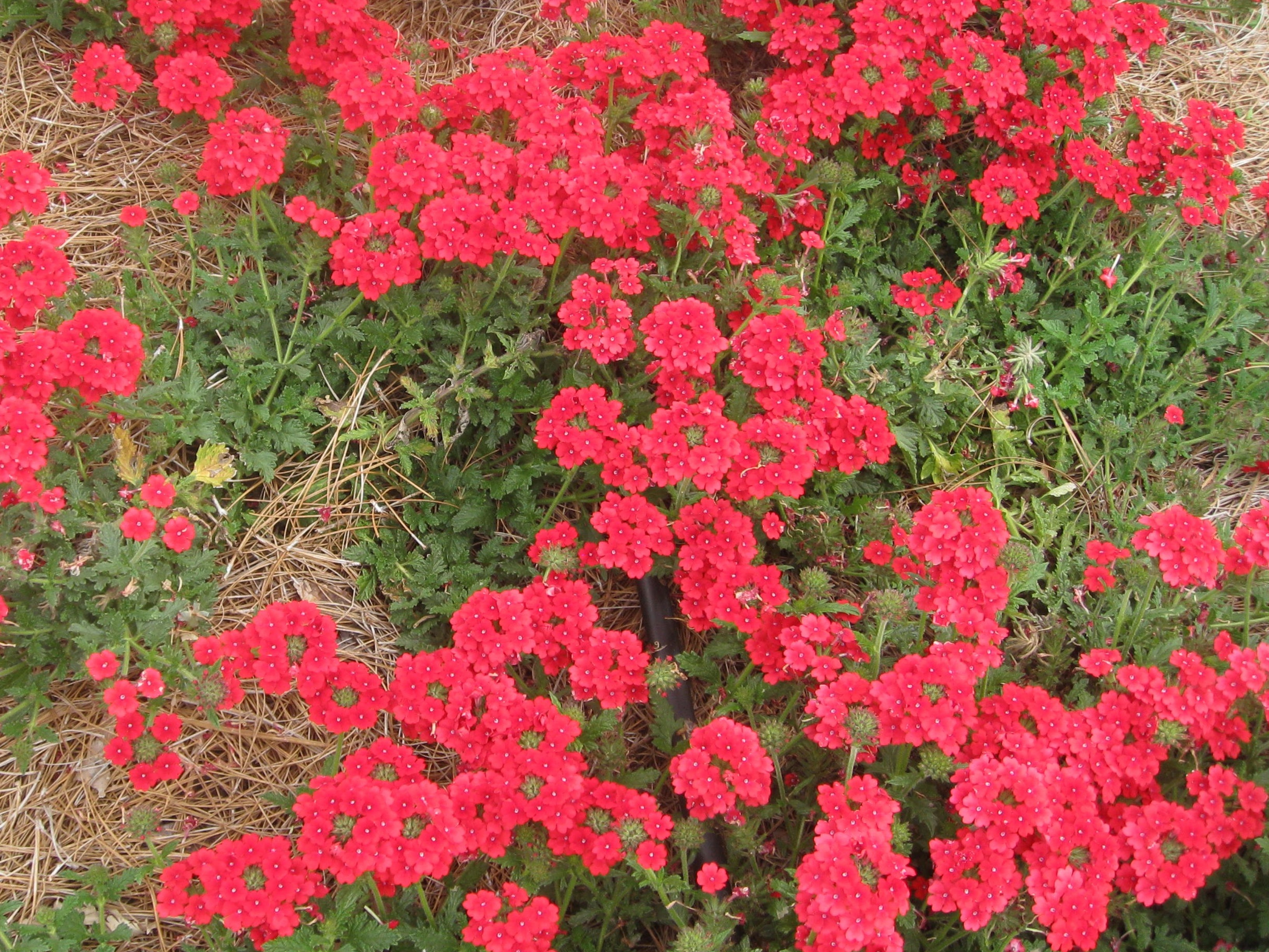 Verbena x hybrida  'Wildfire' / Verbena x hybrida  'Wildfire'