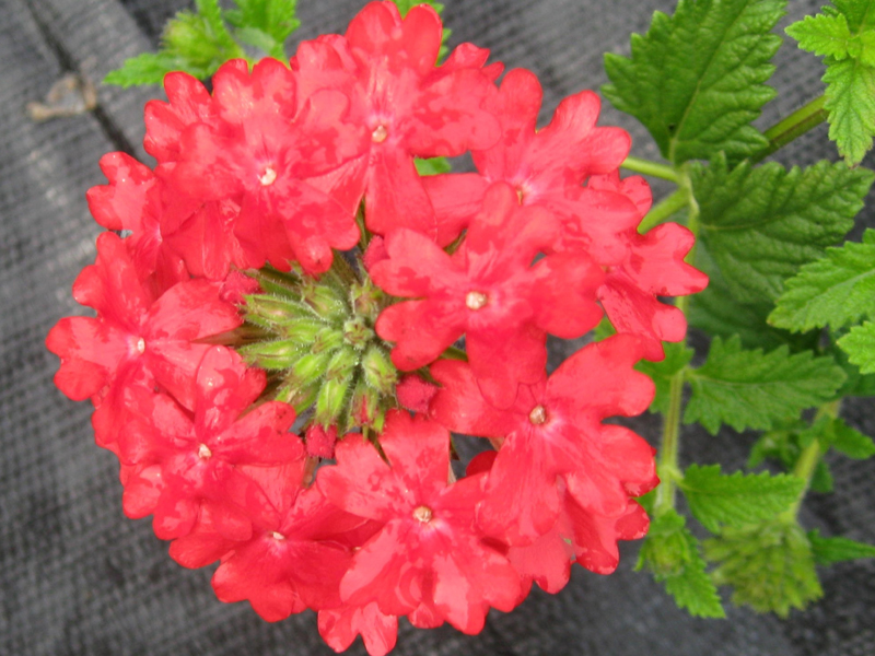 Verbena x hybrida 'Homestead Carpet Red'' / Homestead Carpet Red Verbena