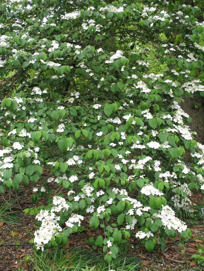 Viburnum plicatum f. tomentosum 'Shasta' / Viburnum plicatum f. tomentosum 'Shasta'