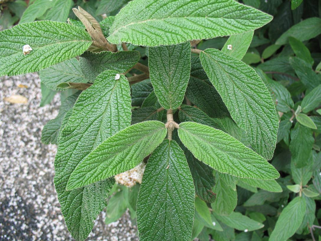 Viburnum rhytidophyllum 'Cree'   / Cree