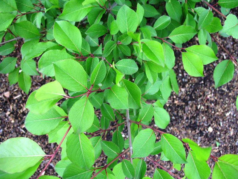 Viburnum nudum var. angustifolium   / Possumhaw