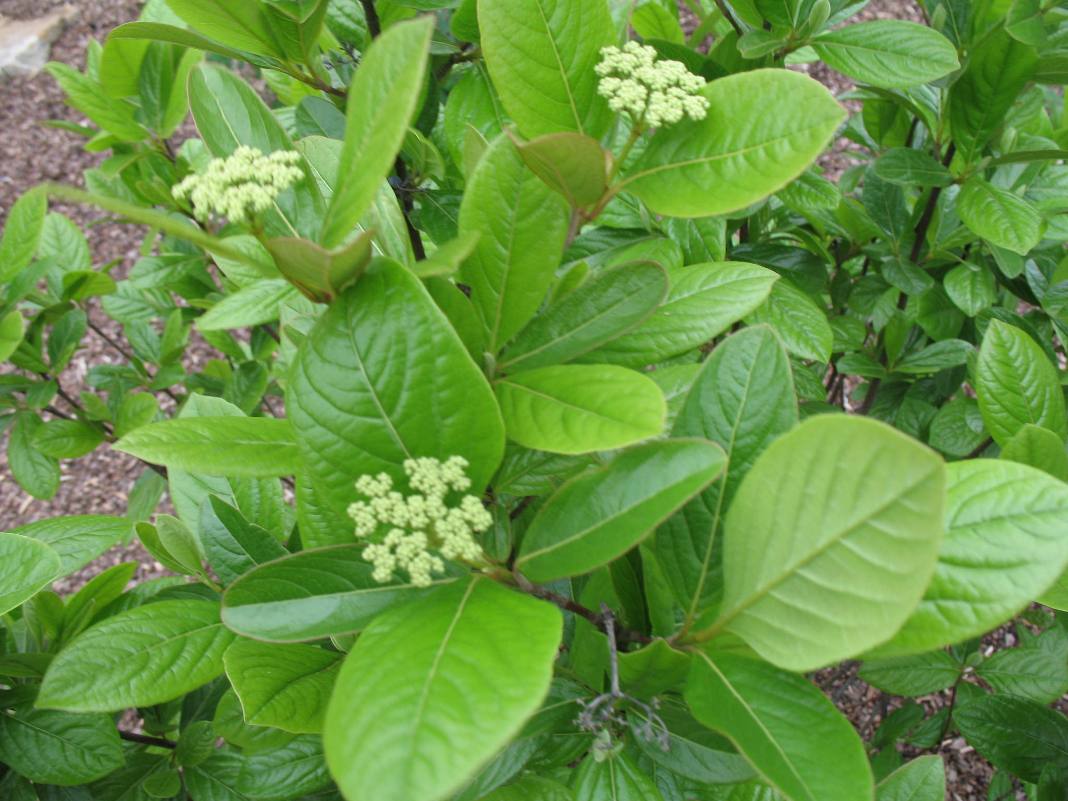 Viburnum nudum 'Earthshade'  / Smooth Witherod 'Earthshade'