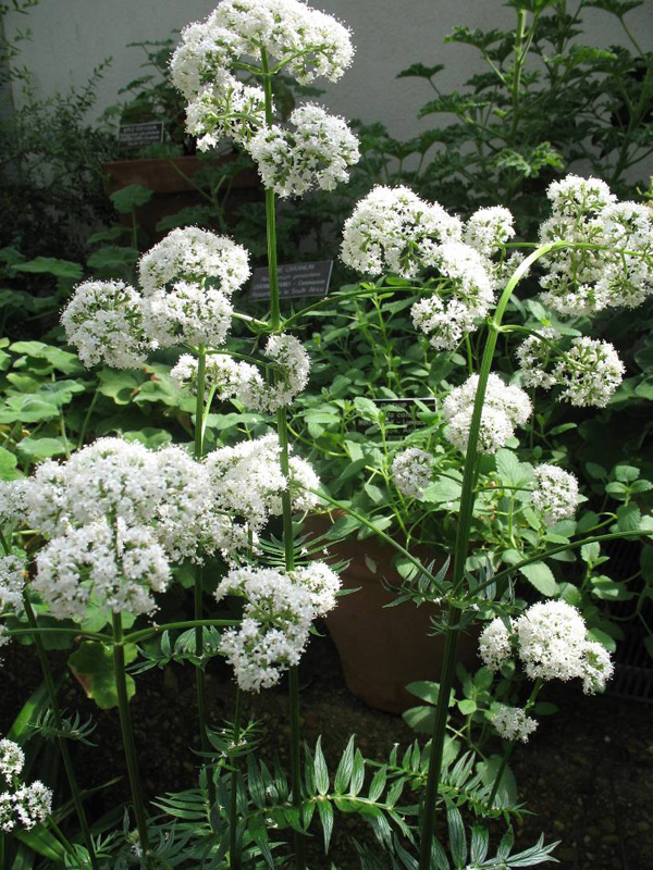 Valeriana officinalis  / Garden Heliotrope