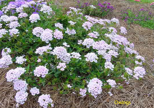 Verbena x hybrida 'Princess Series' / Verbena x hybrida 'Princess Series'