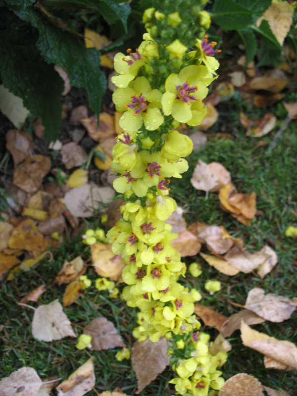 Verbascum  olympicum / Greek Mullein, Olympic Mullein