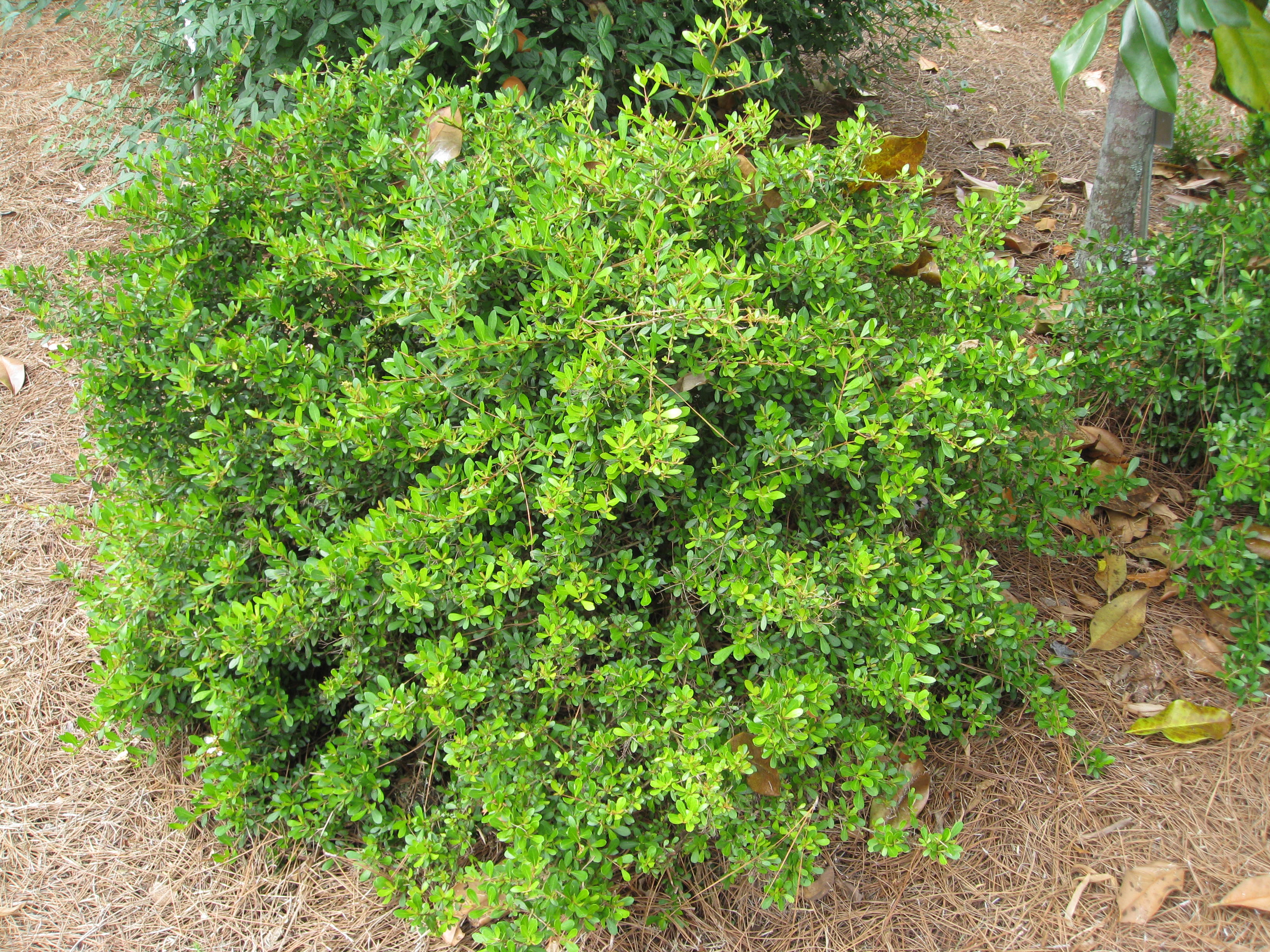 Viburnum obovatum 'Mrs. Schiller's Delight / Viburnum obovatum 'Mrs. Schiller's Delight