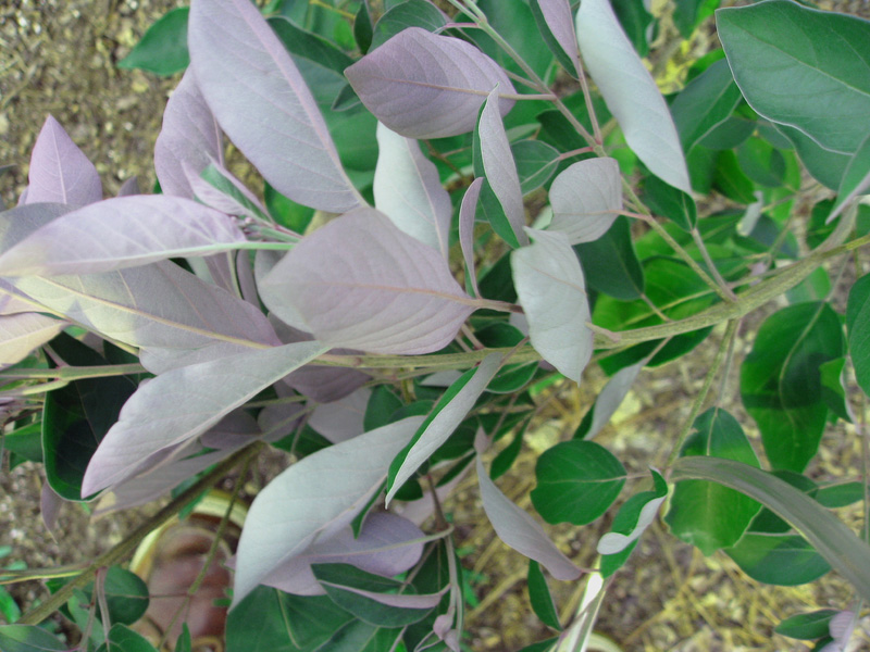 Vitex trifoliata 'Purpurea' / Vitex trifoliata 'Purpurea'