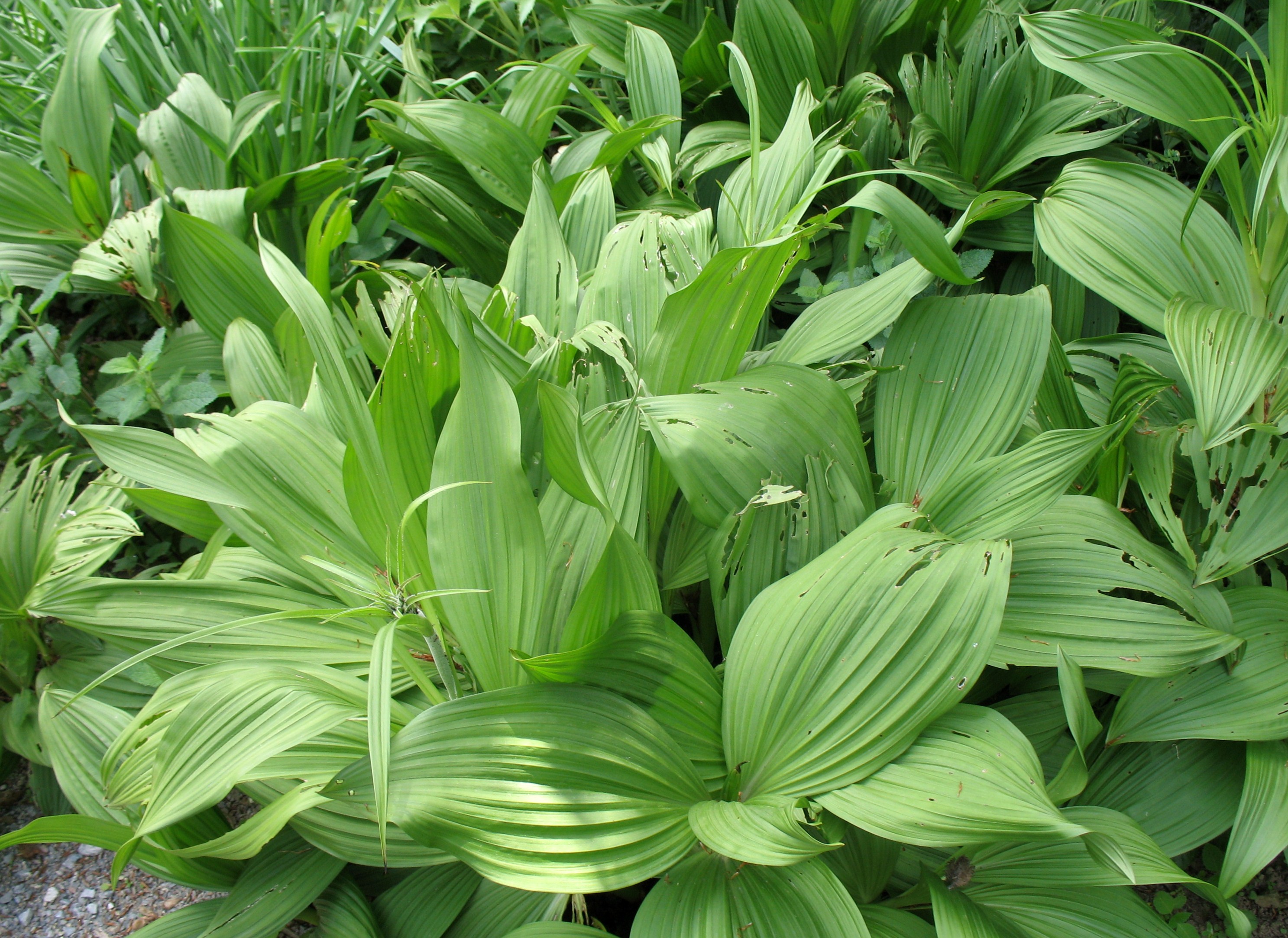 Veratrum nigrum / Black Hellebore, Veratrum