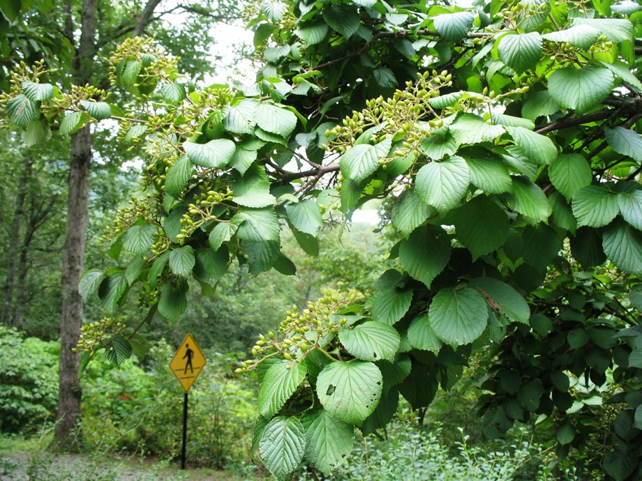 Viburnum dilatatum 'Asian Beauty'  / Asian Beauty Linden Viburnum, Linden Viburnum